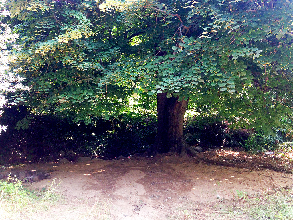 kamp ağacı
